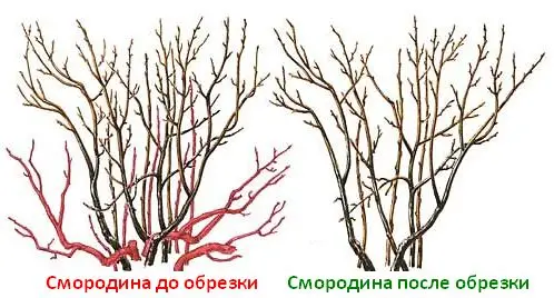 Обрезка и омоложение черной смородины