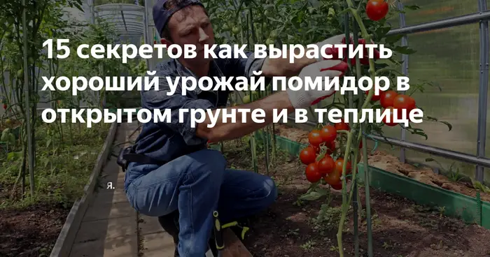 Как вырастить богатый урожай помидор: в теплице, в открытом грунте Как вырастить богатый урожай помидор: в теплице, в открытом грунте