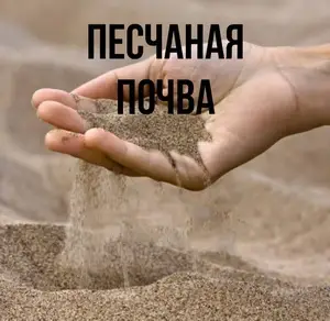 Выбор растений для песчаной почвы