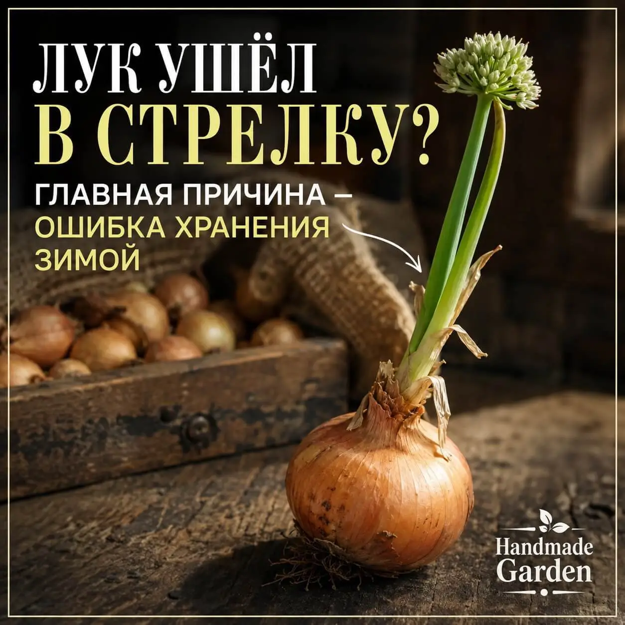 Лук не стрелкуется, если вы его... прогрели. Лайфхак от бывалой дачницы