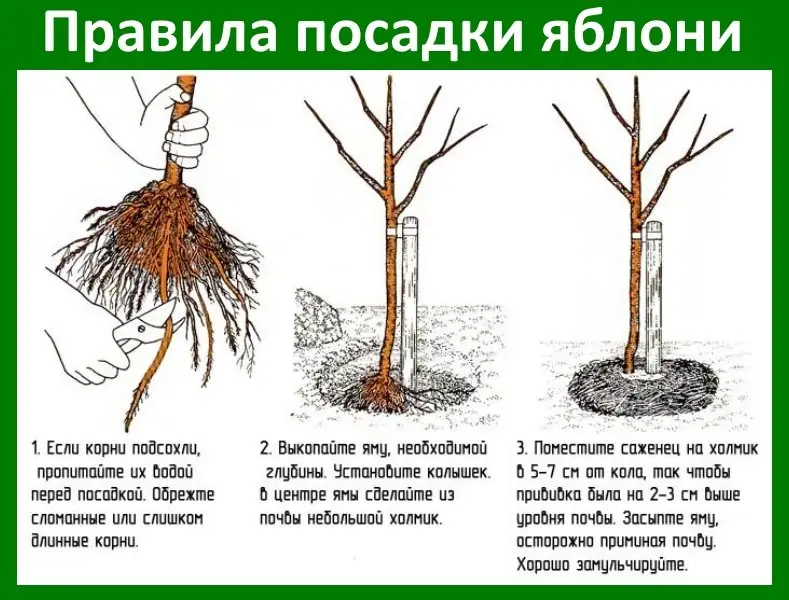 О том, как правильно посадить яблоню осенью, вы можете прочитать здесь.