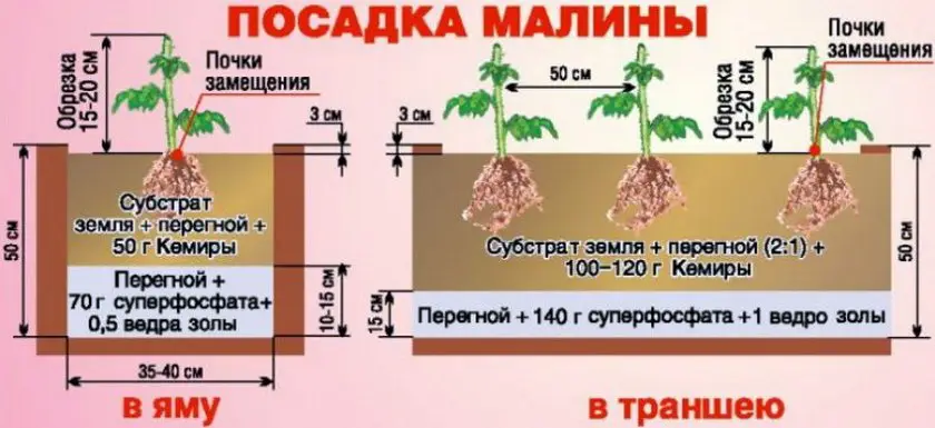 сроки посадки малины весной
