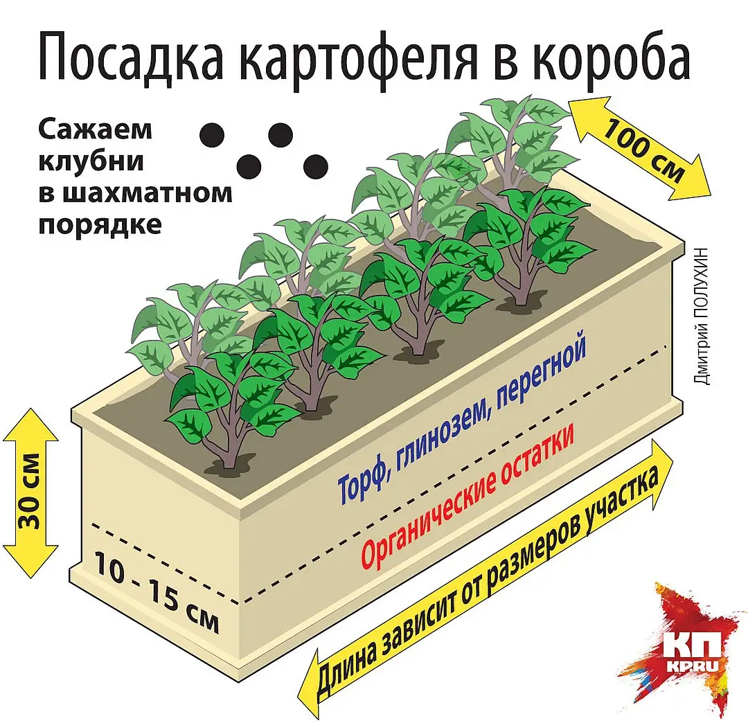 картофель на узких грядах