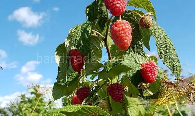 КАКИЕ РАСТЕНИЯ СПОСОБНЫ ЗАГЛУШИТЬ КОРНЕВУЮ ПОРОСЛЬ МАЛИНЫ