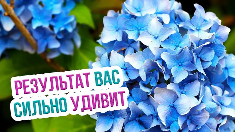 Правильный уход за гортензиями осенью, чтобы гортензии пышно расцвели