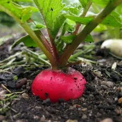 Секреты успешного выращивания редиса