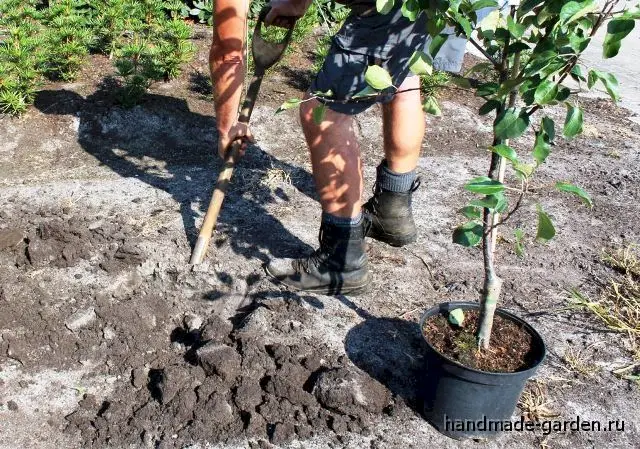 Посадка груши осенью по лунному календарю Посадка груши осенью по лунному календарю