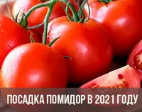 Время посадки помидор по лунному календарю в 2021 году