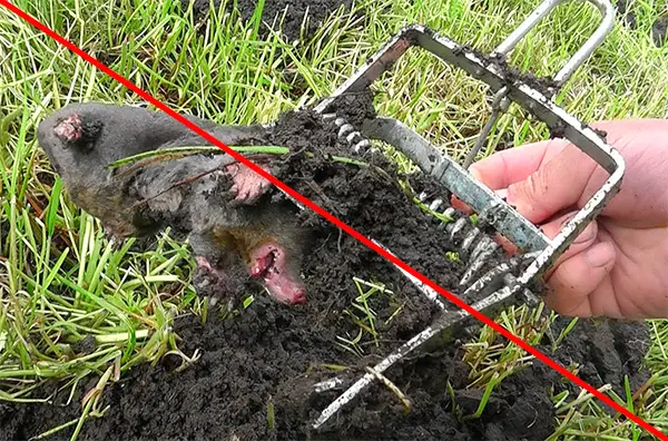 как сделать ловушку для крота