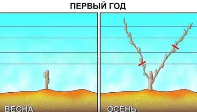 Обрезка старого запущенного винограда Обрезка старого запущенного винограда