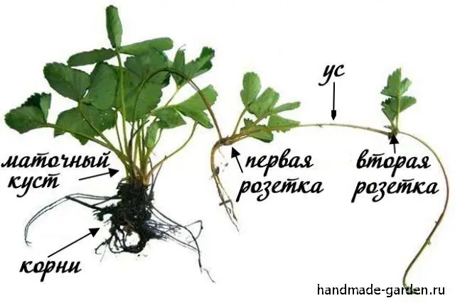 Что делать с клубничными усами
