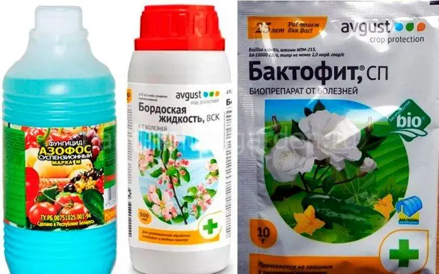 Популярные химические и биологические фунгициды, которыми лечат клематисы