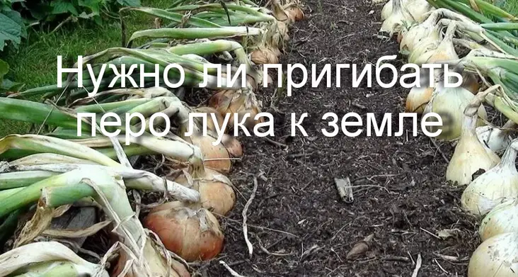 Когда лучше всего согнуть лук? Когда лучше всего согнуть лук?