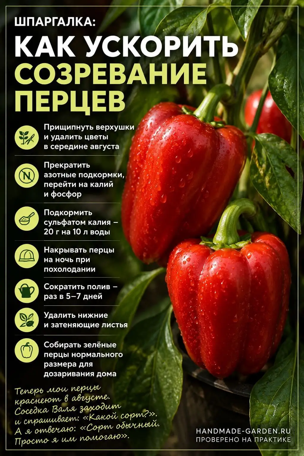 Почему перцы не успевают покраснеть