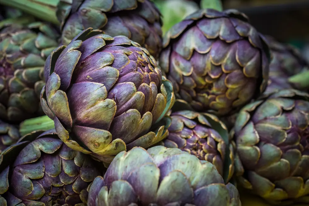 Артишок (Cynara scolymus) Артишок (Cynara scolymus)