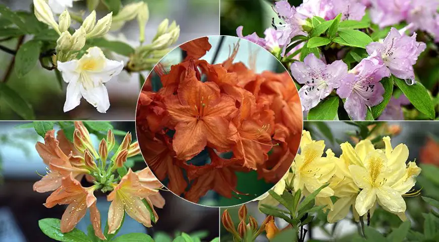 Как обрезать разросшийся рододендрон