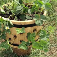грядка из бочки своими руками