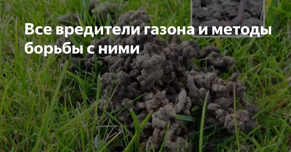 Борьба с вредителями газона Борьба с вредителями газона
