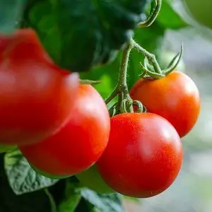 Информация о спреях Tomato Blossom Set для цветения томата