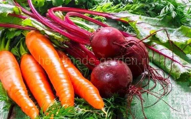 Сроки посадки свеклы и моркови