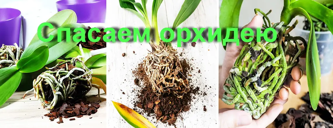 Как восстановить орхидею, если ее поразил вредитель или болезнь