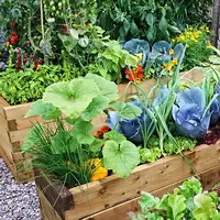 Совмещенные грядки или о том как совместить овощные культуры