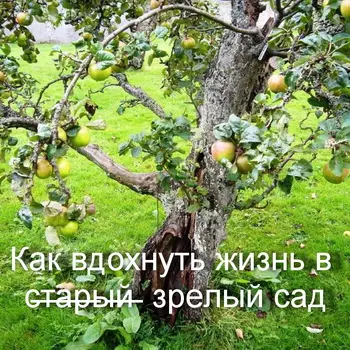 Восстановление старого сада: что делать, чтобы деревья снова плодоносили
