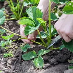 Когда лучше обрезать усы у клубники в июле