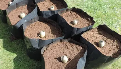 Картофель в мешках 