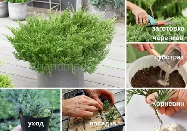 Можно ли размножать можжевельник черенками