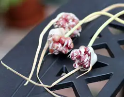чеснок из семян