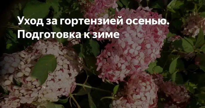 Правильный уход за гортензиями осенью