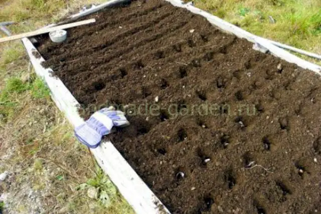 Высаживать бульбочки необходимо в те же сроки, что и чеснок зубками.