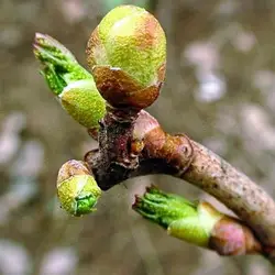Почковый клещ на смородине: как бороться