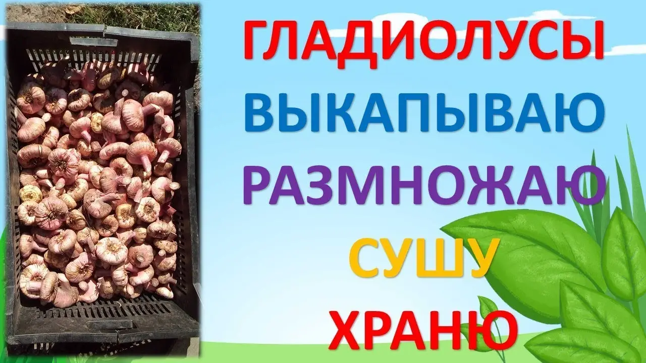 Сроки, когда выкапывать гладиолусы осенью
