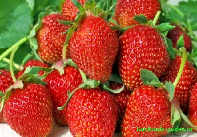 Клубника Альбион