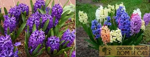 гиацинты гиацинты