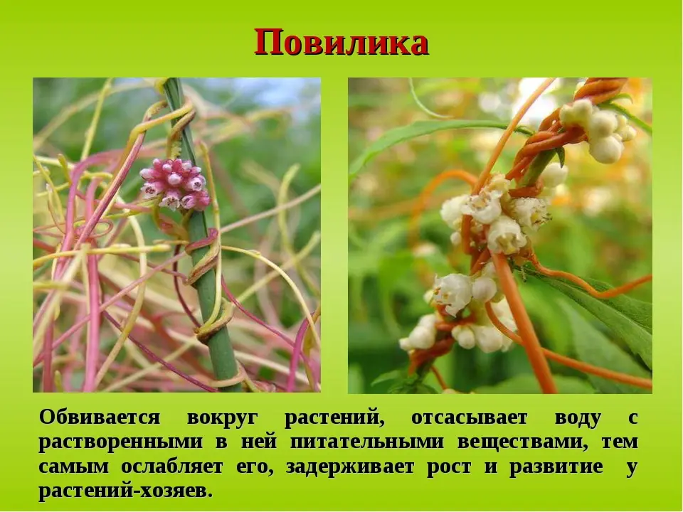 Как бороться с повиликой? Как бороться с повиликой?