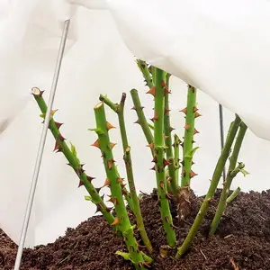 Чем укрывать кусты зимой