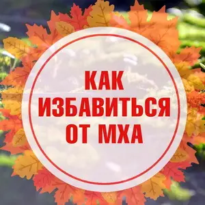 Как избавиться от мха на газоне