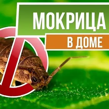 9 проверенных способов вывести мокриц 