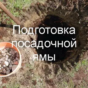 Подготовка посадочных ям для деревьев и кустарников