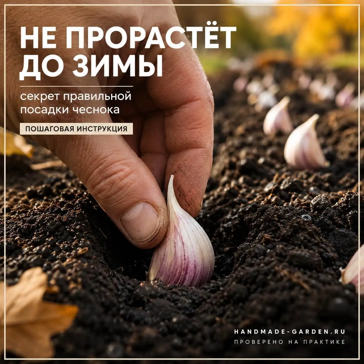 Как правильно сажать чеснок