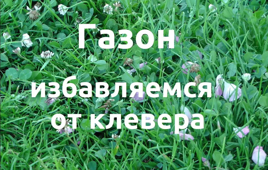 Для избавления от клевера можно использовать магазинные или домашние средства.&nbsp;
