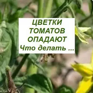 Помидоры цветут, но не плодоносят