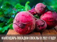 Посадка свеклы в 2021 году: лунный календарь