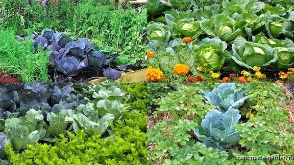 Совмещенные грядки или о том как совместить овощные культуры