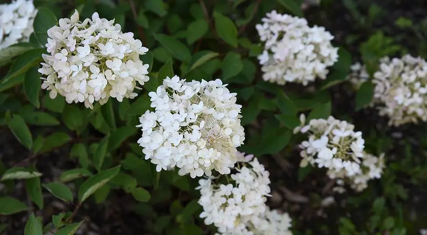 Гортензия метельчатая сорт Грандифлора, Grandiflora Гортензия метельчатая сорт Грандифлора, Grandiflora