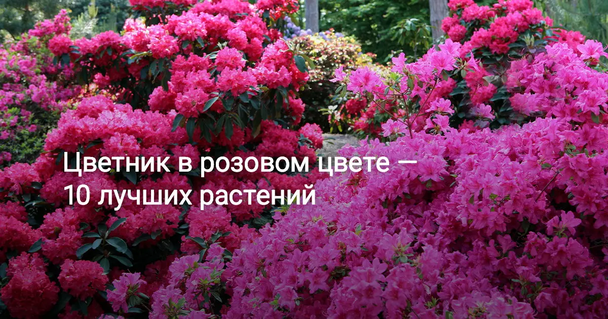 Создайте полностью розовый сад, вдохновленный тенденцией Барби Создайте полностью розовый сад, вдохновленный тенденцией Барби