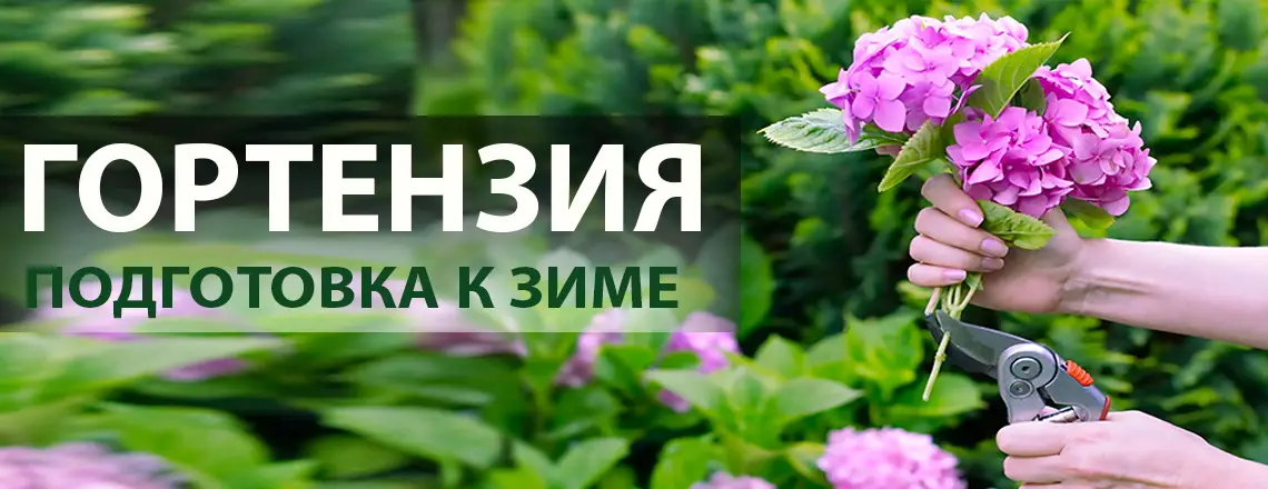 Обрезка гортензии осенью